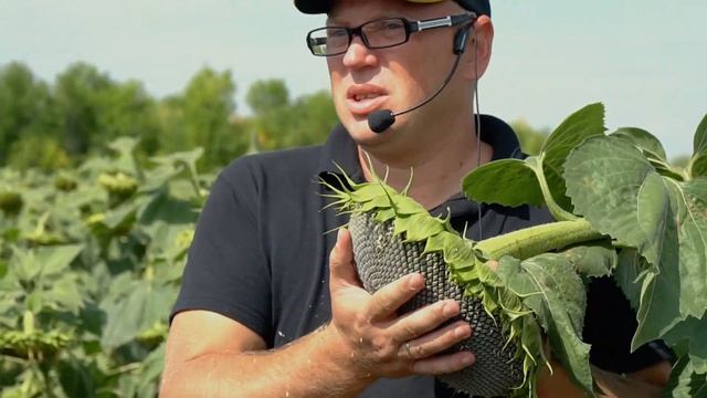 Производство компании «7 полей» смотреть онлайн