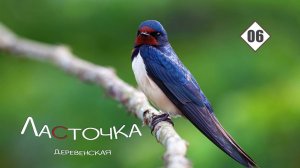 06_Ласточка деревенская