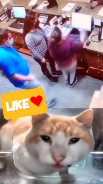 Чиппи чиппи чупа чупа #кот #кошки #исследуй #музыка #шортцы #cat #cute #cutecat #funny #catlover смотреть онлайн