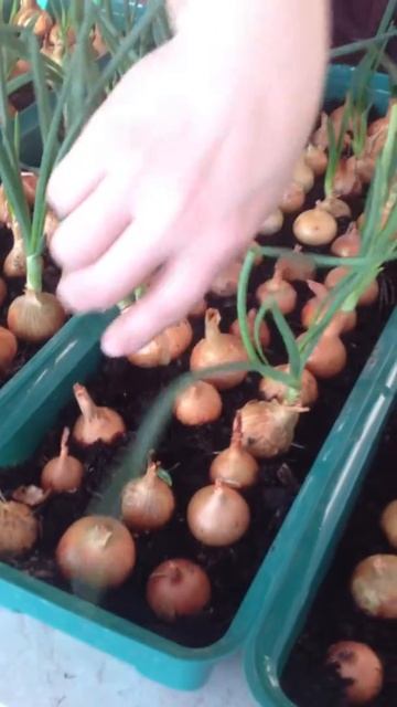 Зеленый лук на подоконнике. Как легко и просто вырастить смотреть онлайн