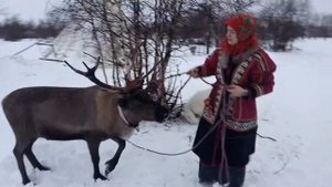 Северный олень. Ненецкий АО