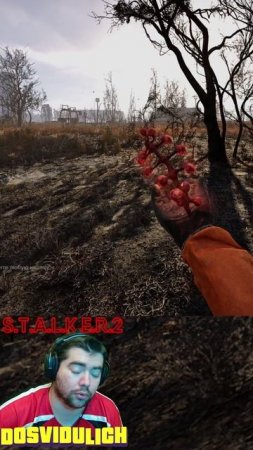 МАМИНЫ БУСЫ ★ S T A L K E R 2 Heart of Chornobyl #stalker2 #heartofchornobyl