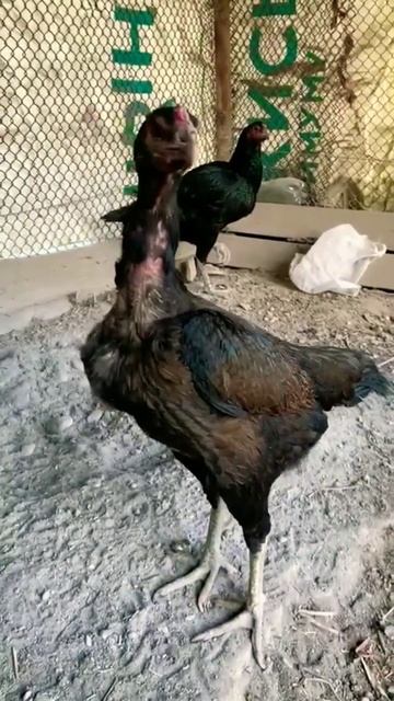 куры курытайготайготайган вьетнам петухи бойцовыепетухи