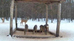 👍 Замечательно, что в национальном парке "Сенгилеевские горы" заботятся о животных и птицах в зимни