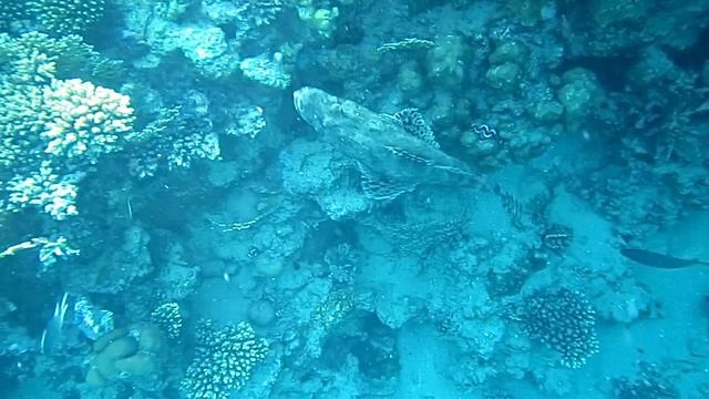 Рыба крокодил. Красное море. Шарм-эш-Шейх. Шаркс-Бей. 2024