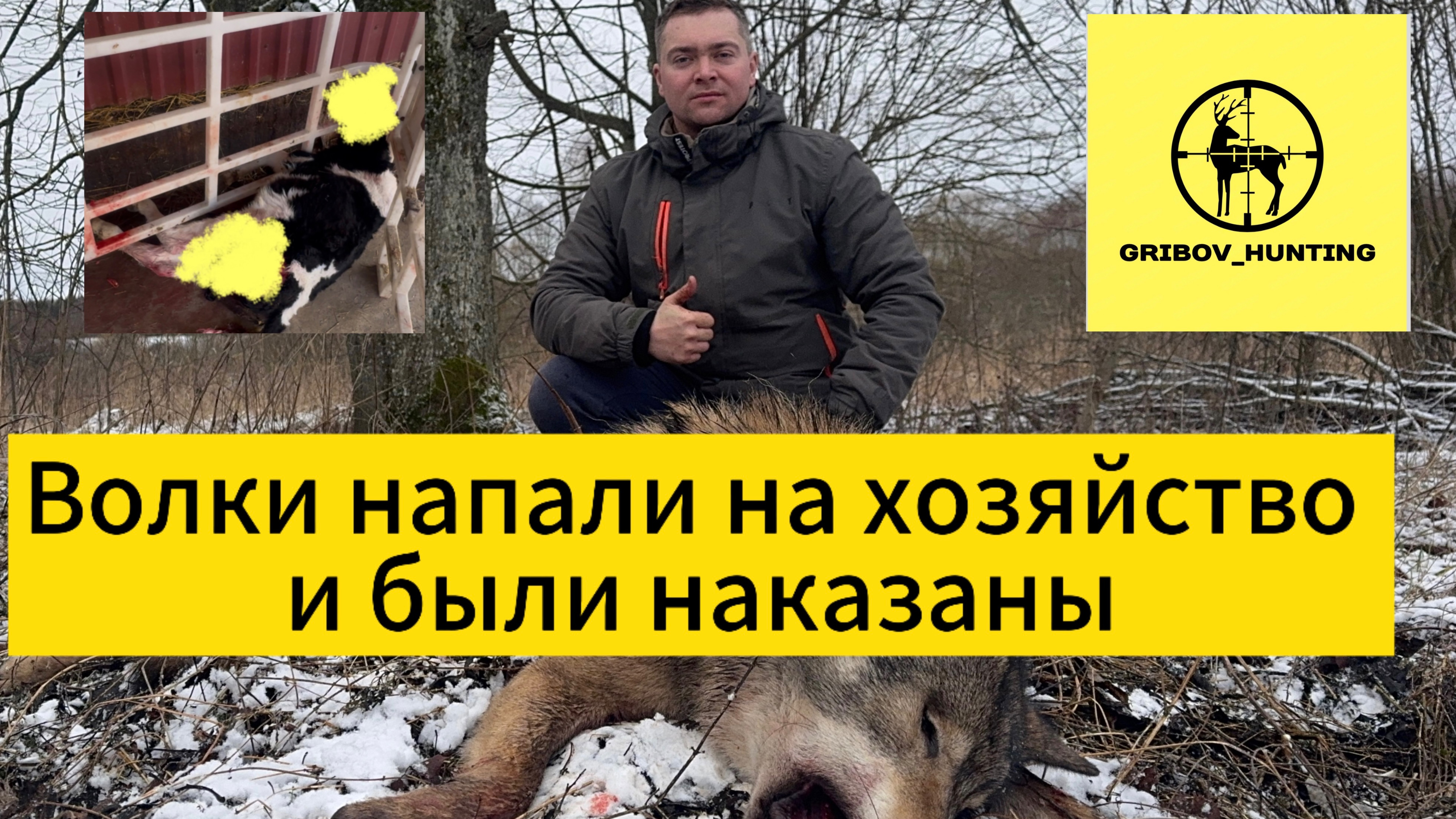 Волки напали на хозяйство и были наказаны