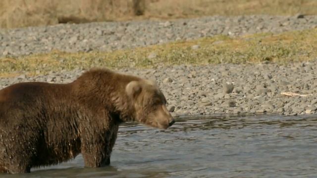 Fly Fishing for Salmon, Kodiak Island, Alaska (Long) смотреть онлайн