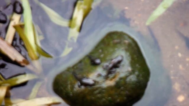 Brasla + Головастики смотреть онлайн