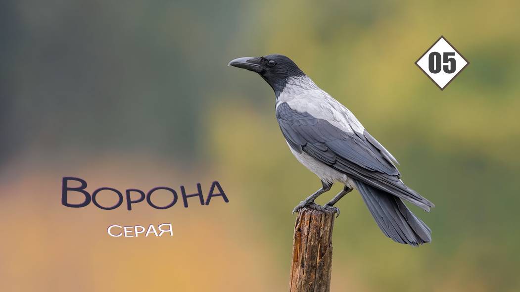 05_Ворона серая смотреть онлайн