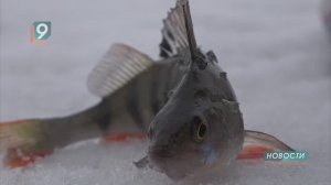 "Будет клёво!": фестиваль зимней рыбалки пройдёт 1 марта на базе отдыха "Славянка"