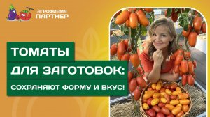 ИДЕАЛЬНЫЕ ТОМАТЫ ДЛЯ КОНСЕРВАЦИИ – ПРОВЕРЕННЫЙ СПИСОК!