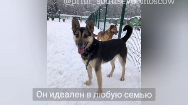 Молодой и весёлый - слишком шустрый. Взрослый и спокойный - скоро умрет. Как быть с этой собакой смотреть онлайн