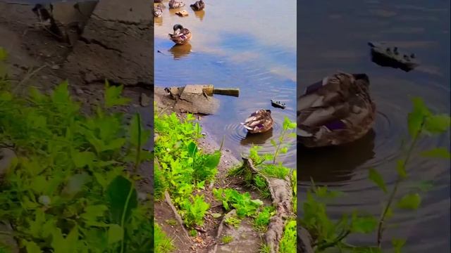Не только люди спасаются от жары . Но и живность.Кто как может.👍👍