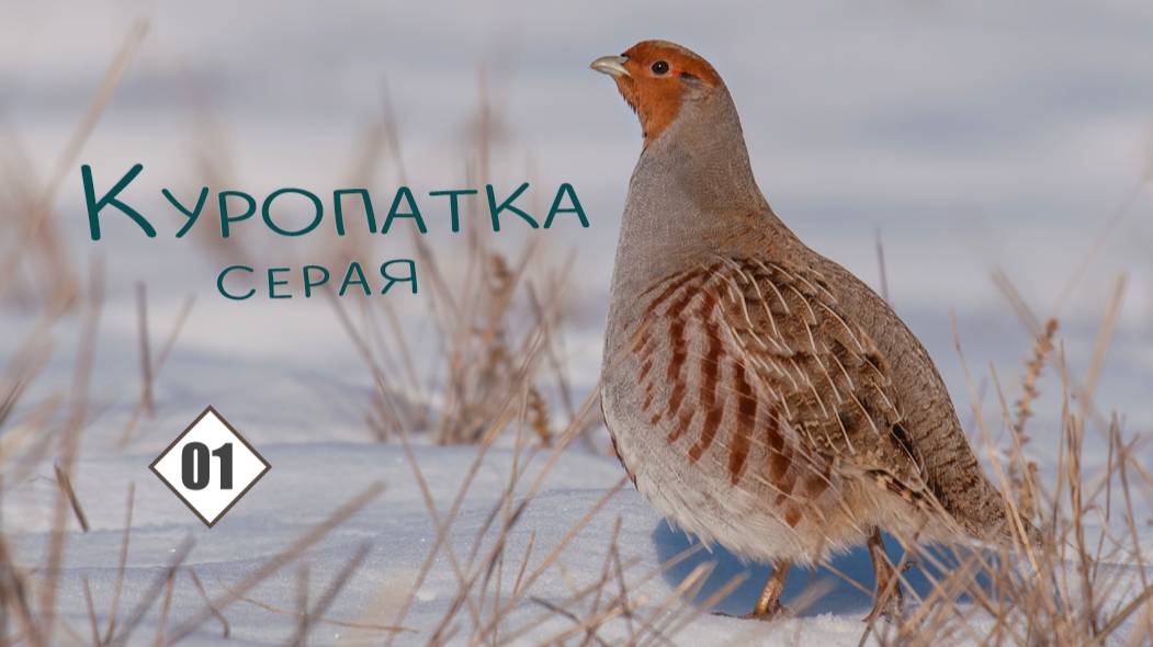 01_Куропатка серая смотреть онлайн