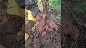 Картофель "Шарвари Пирошка ", "Лапоть розовый" сезон 2023.