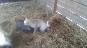 Охота с ЗСЛ на кабана.