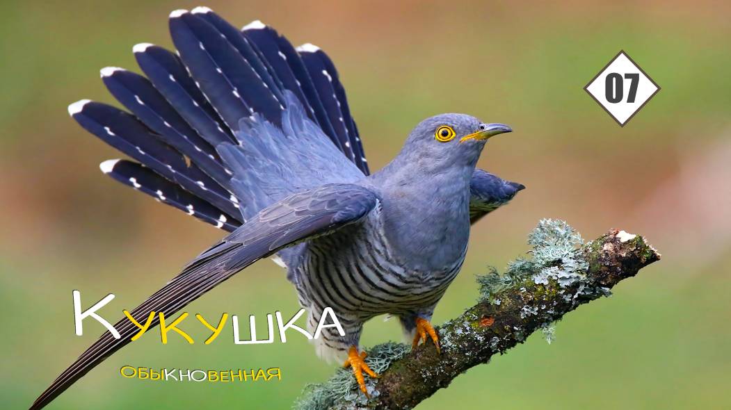 07_Кукушка обыкновенная смотреть онлайн