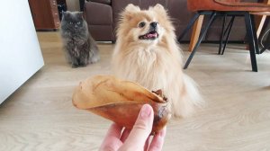 У маленькой шпицинки огромное счастье!