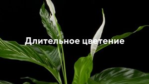 EffectBio UltraEffect