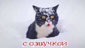 Приколы с котами! С ОЗВУЧКОЙ! - Смешные коты! Самые смешные животные! ДО СЛЕЗ!