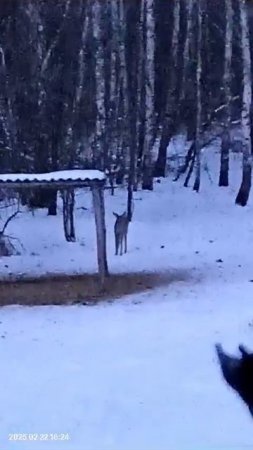 косуля пришла на прикормочную площадку