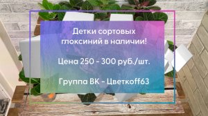 Детки сортовых махровых глоксиний