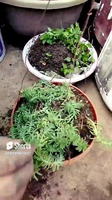 How to repot Sedum Angelina hanging plant🪴||#viral #shortvideo #trending #shorts#short#plants