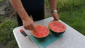 Арбуз "Марбл" выращен в Сибири. Очень сладкий.