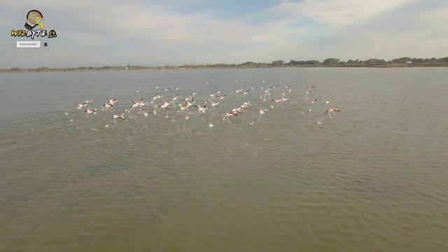 Deadly Lake That Turns Animals to Stone | Lake Natron смотреть онлайн