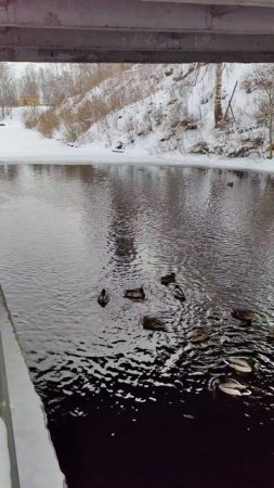 Утки под САНКЦИЯМИ зимуют дома