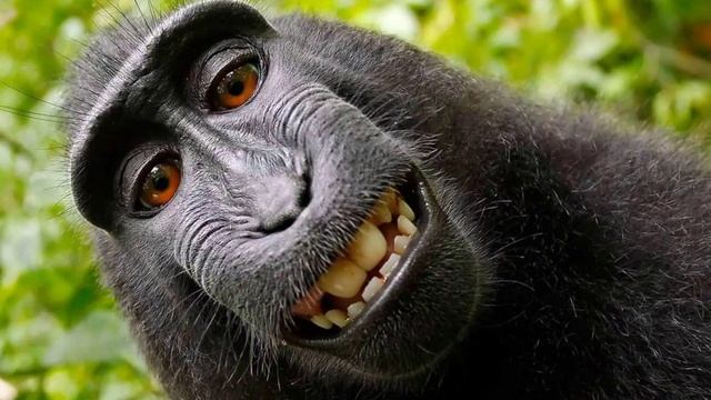 Песня про макаку. смотреть онлайн