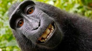 Песня про макаку.