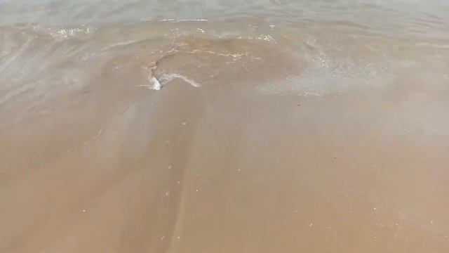 🌊 Про пляж, песок, море и живность Персидского залива | ОАЭ, UAE 🌴