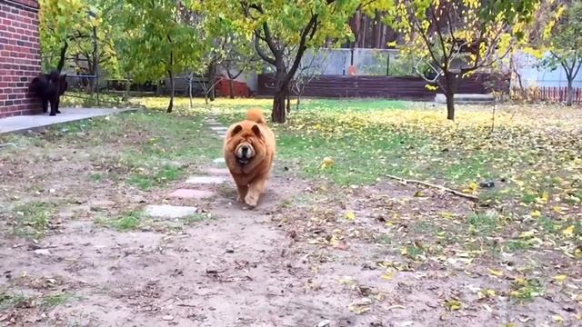 Beauty chow chow Lipa Осенняя Липа смотреть онлайн