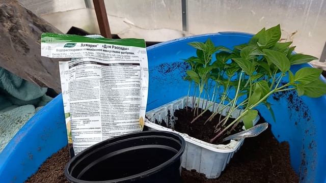 5 апреля. Ответы на вопросы. Пикировка рассады. смотреть онлайн