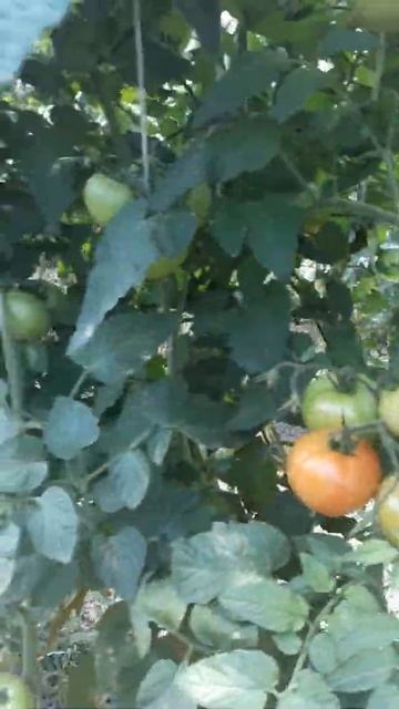 Тамат сорть белфорт пасадили на пробу смотреть онлайн