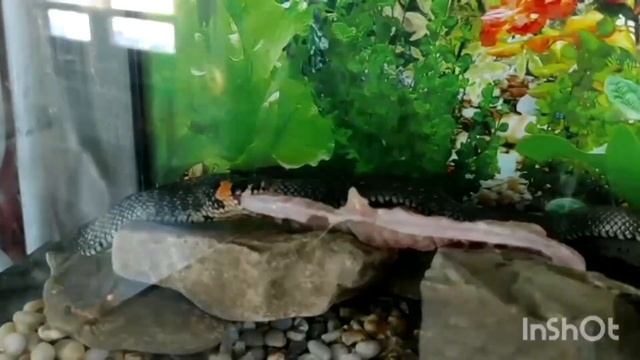 ЗМЕЯ ЕСТ РЫБУУУУ!?!?!?!? смотреть онлайн