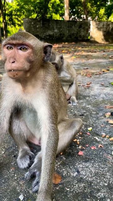 monkey want to selfie #monkey #shorts #animals