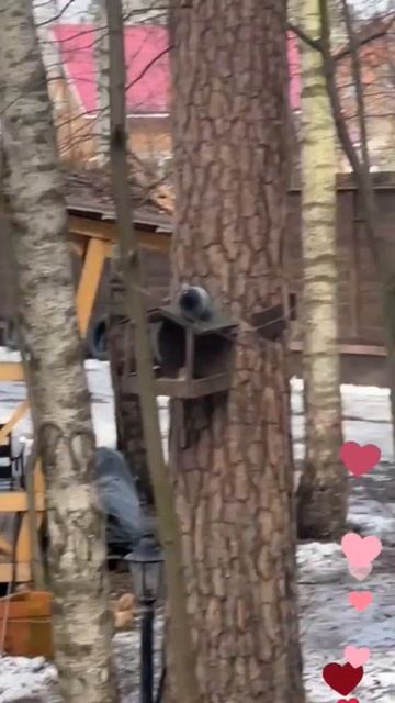 Под пение щегла... Нажми два раза на экран)) смотреть онлайн