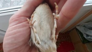 хохлатый жаворонок/содержание без песка