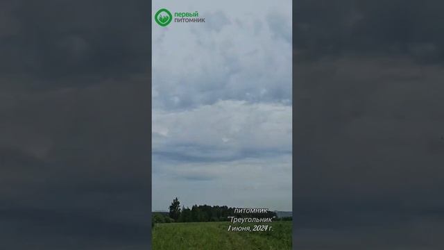 Скорость роста Мискантуса Гигантского
