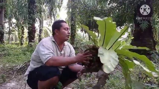 Berburu tanaman hias kadaka/awar awar di kebun sawit ada banyak смотреть онлайн