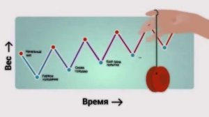 Про толстых и худых