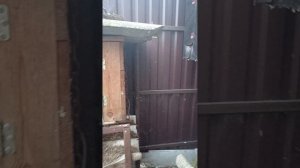 Голуби Егорьевска