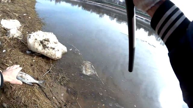 река Днепр начинает клевать