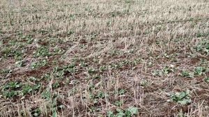 14.01.2020. Озимый рапс в технологии No-till!