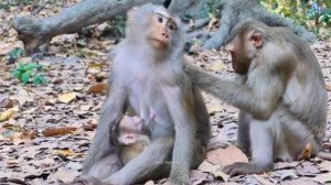 Baby monkey Moly в центре внимания семьи  1000033485.mp4