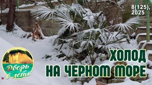 Холода на Черном море