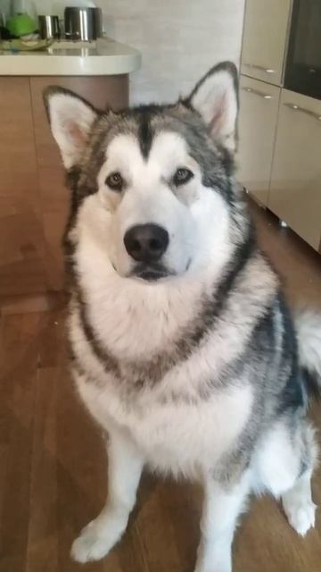 не бывает доброе собаки чем маламут!!! смотреть онлайн