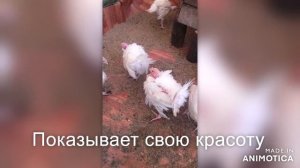 2021 год. Выращивание индюков от цыплёнка до забоя